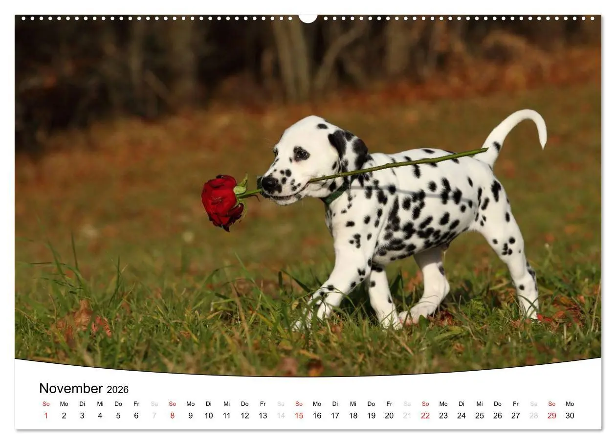Bild: 9783516204728 | Welpen - Puppies (Wandkalender 2026 DIN A2 quer), CALVENDO...
