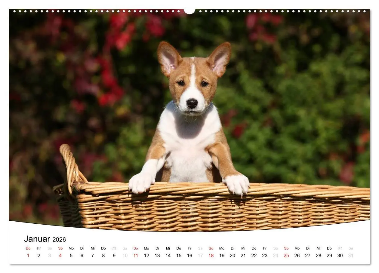 Bild: 9783516204728 | Welpen - Puppies (Wandkalender 2026 DIN A2 quer), CALVENDO...