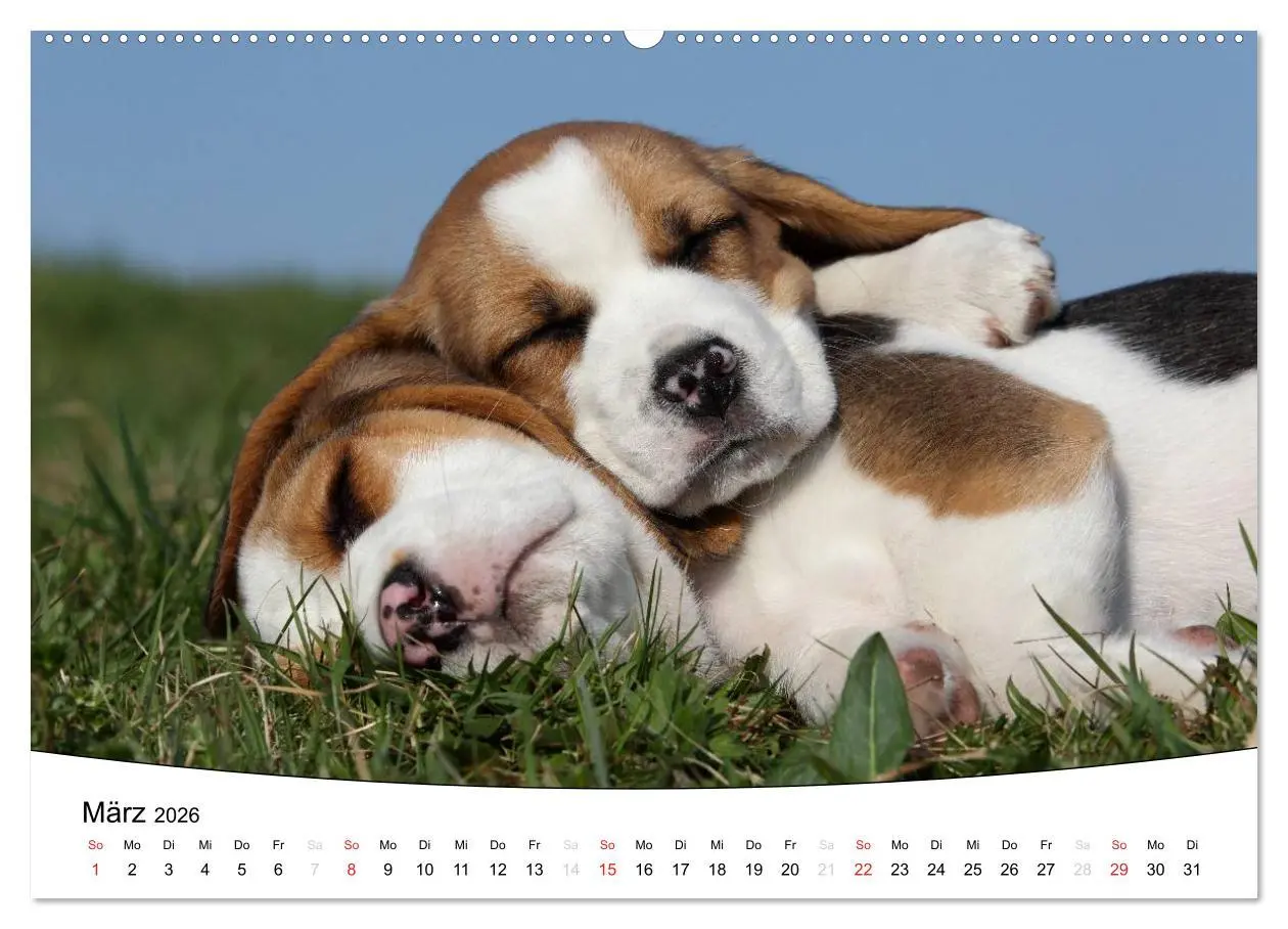 Bild: 9783516204728 | Welpen - Puppies (Wandkalender 2026 DIN A2 quer), CALVENDO...