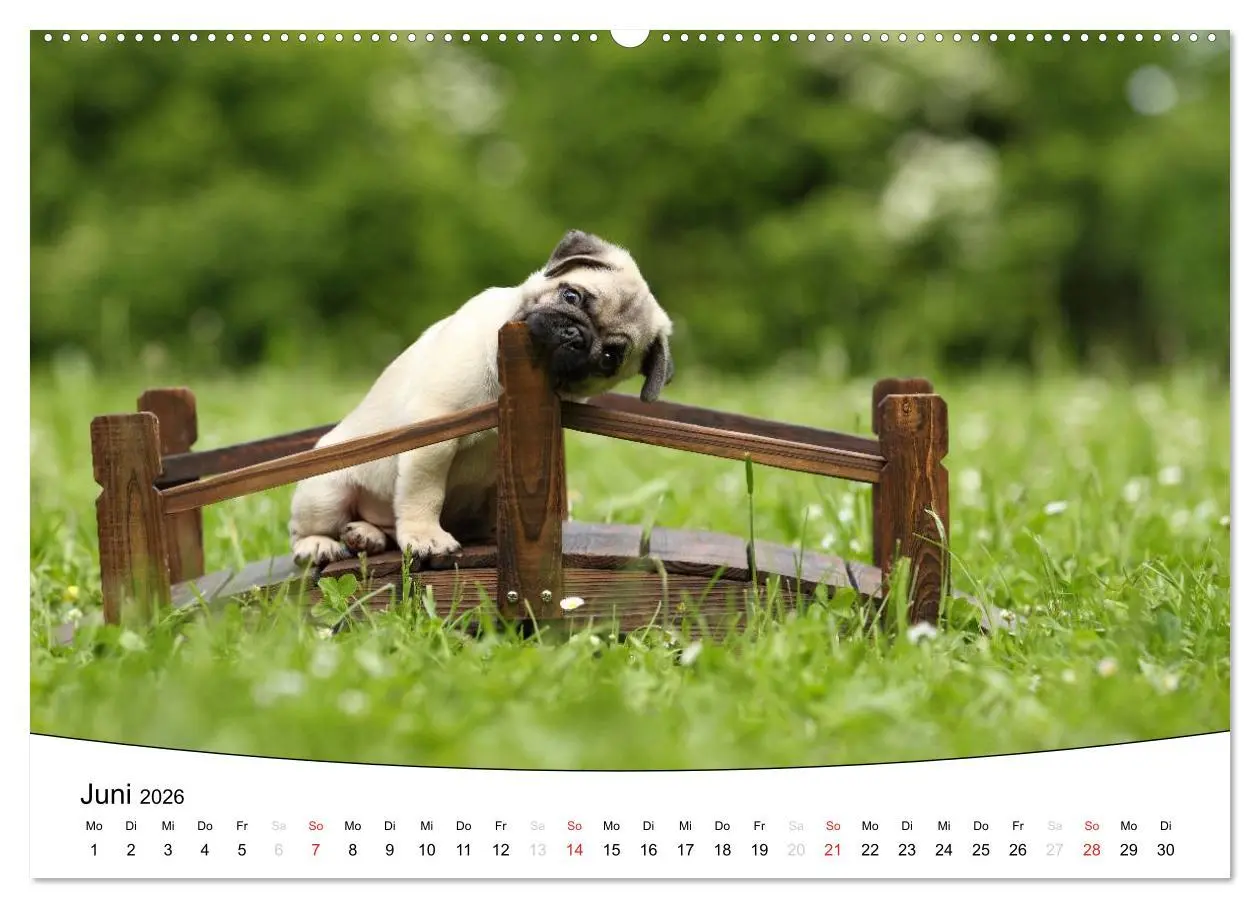 Bild: 9783516204728 | Welpen - Puppies (Wandkalender 2026 DIN A2 quer), CALVENDO...