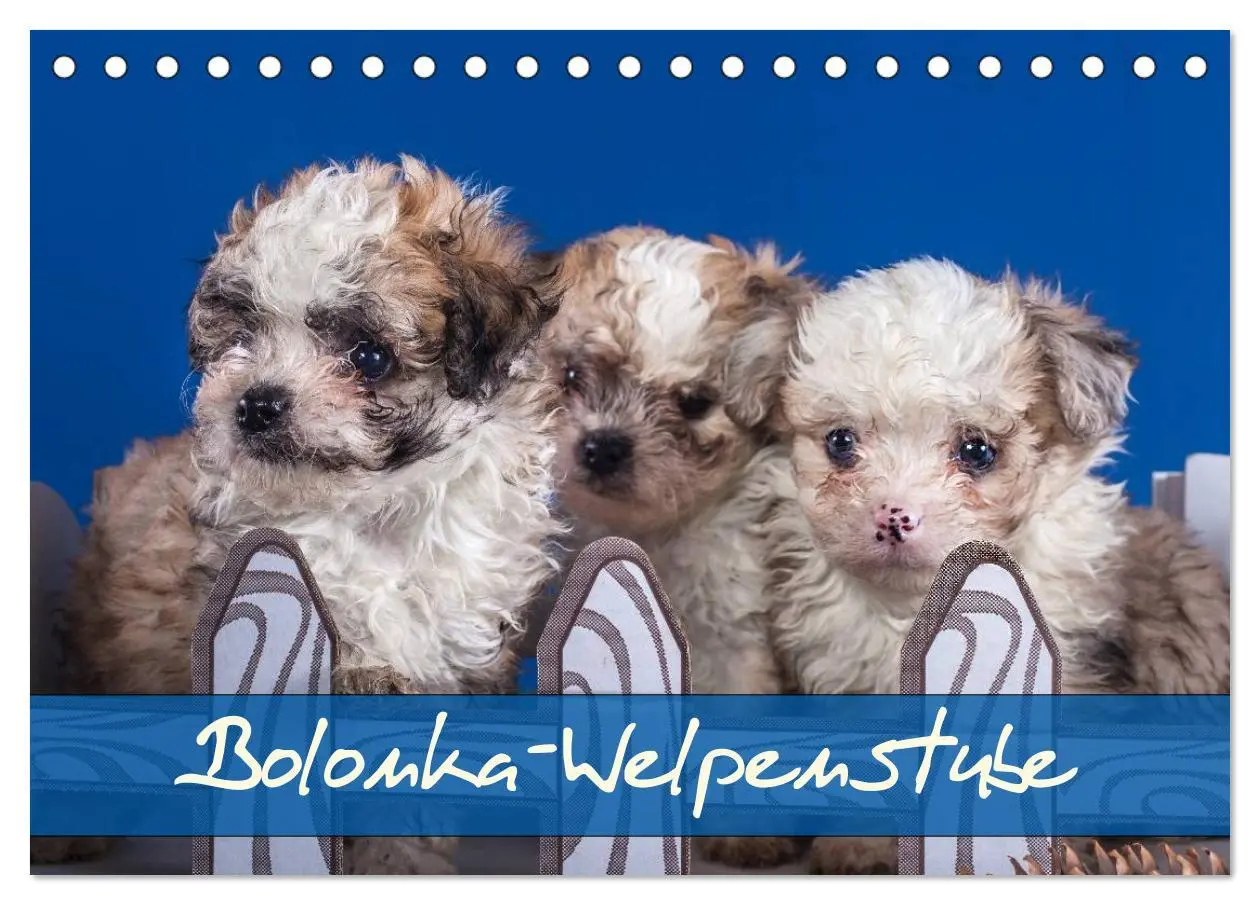 Cover: 9783516114928 | Bolonka Welpenstube (Tischkalender 2026 DIN A5 quer), CALVENDO...