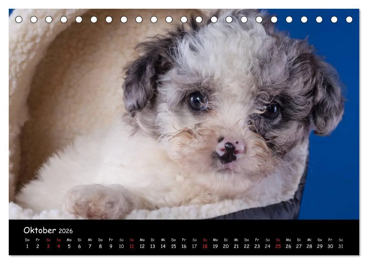 Bild: 9783516114928 | Bolonka Welpenstube (Tischkalender 2026 DIN A5 quer), CALVENDO...