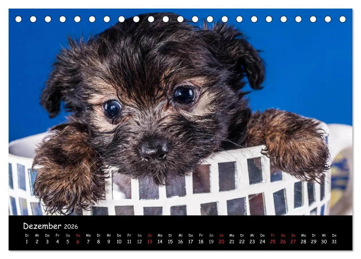 Bild: 9783516114928 | Bolonka Welpenstube (Tischkalender 2026 DIN A5 quer), CALVENDO...