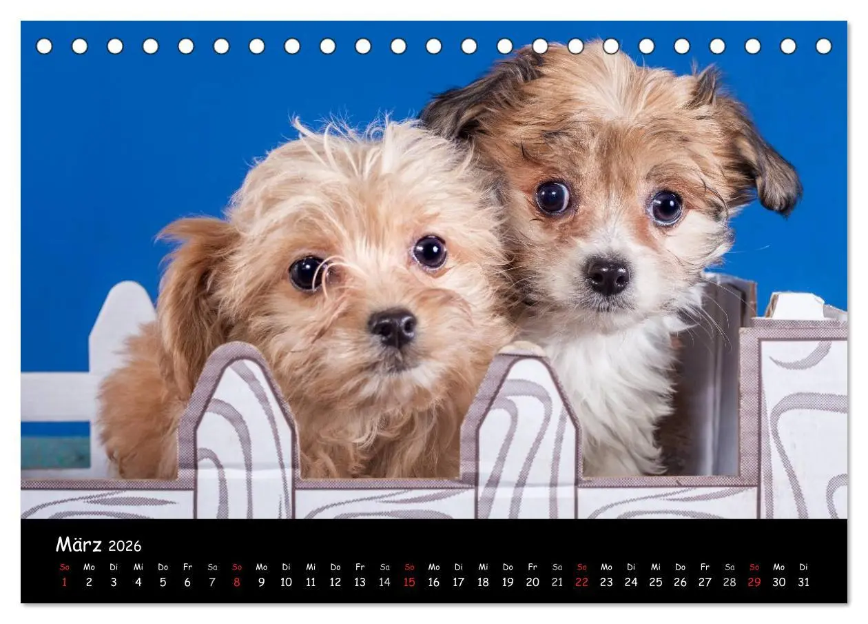 Bild: 9783516114928 | Bolonka Welpenstube (Tischkalender 2026 DIN A5 quer), CALVENDO...
