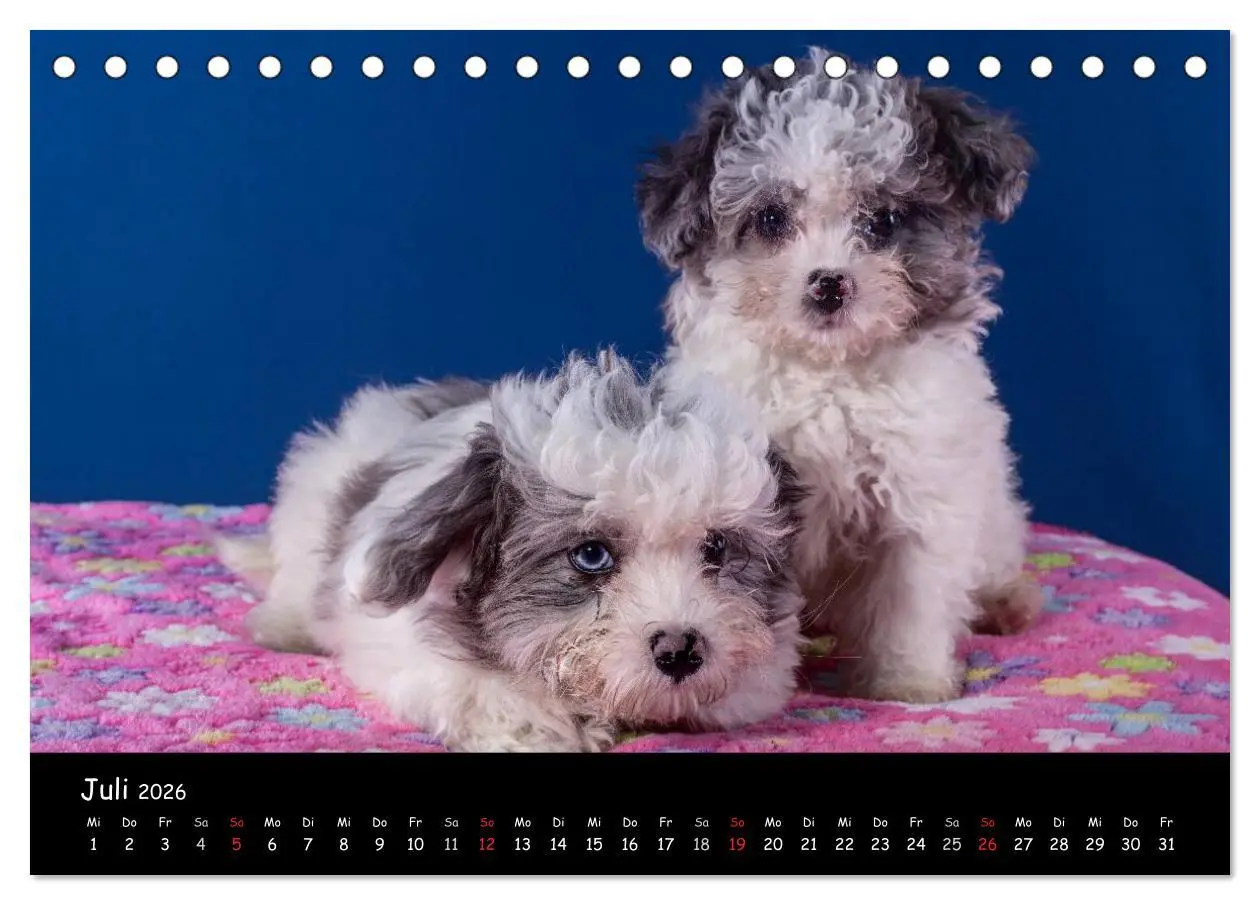 Bild: 9783516114928 | Bolonka Welpenstube (Tischkalender 2026 DIN A5 quer), CALVENDO...