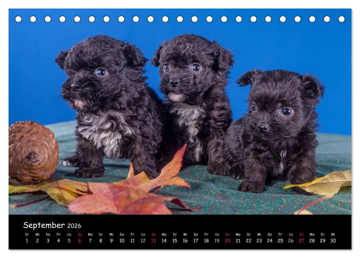 Bild: 9783516114928 | Bolonka Welpenstube (Tischkalender 2026 DIN A5 quer), CALVENDO...