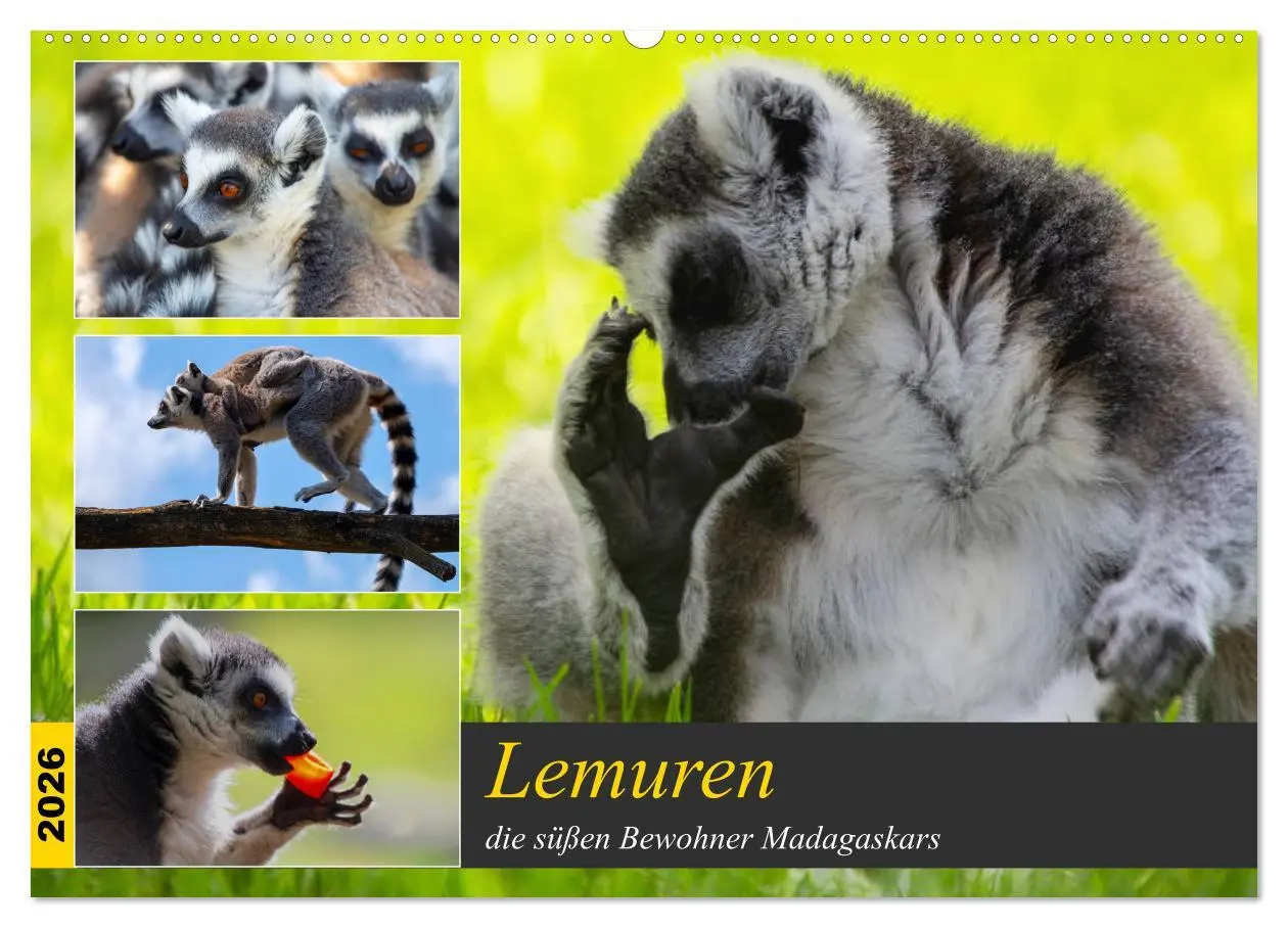 Cover: 9783457775028 | Lemuren die süßen Bewohner Madagaskars (Wandkalender 2026 DIN A2...