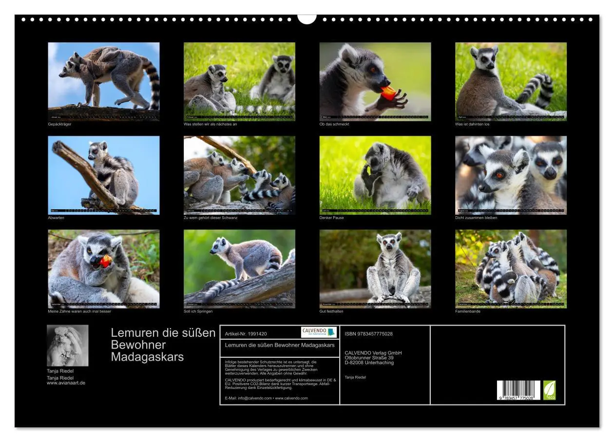 Bild: 9783457775028 | Lemuren die süßen Bewohner Madagaskars (Wandkalender 2026 DIN A2...
