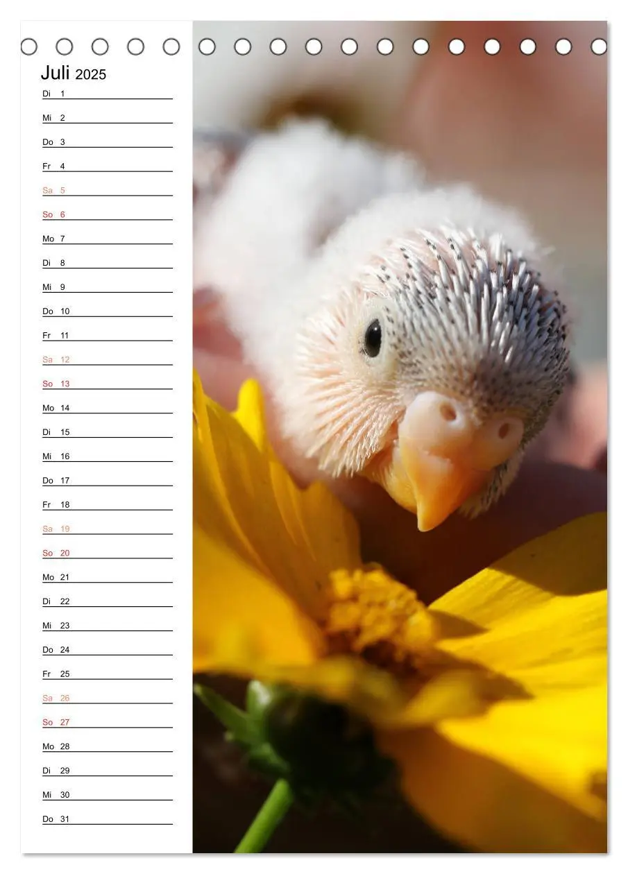 Bild: 9783435985128 | WELLENSITTICHE - Süße Wellis (Tischkalender 2025 DIN A5 hoch),...