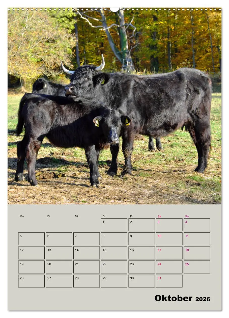Bild: 9783516395228 | Kuhportraits Hornkühe (hochwertiger Premium Wandkalender 2026 DIN...