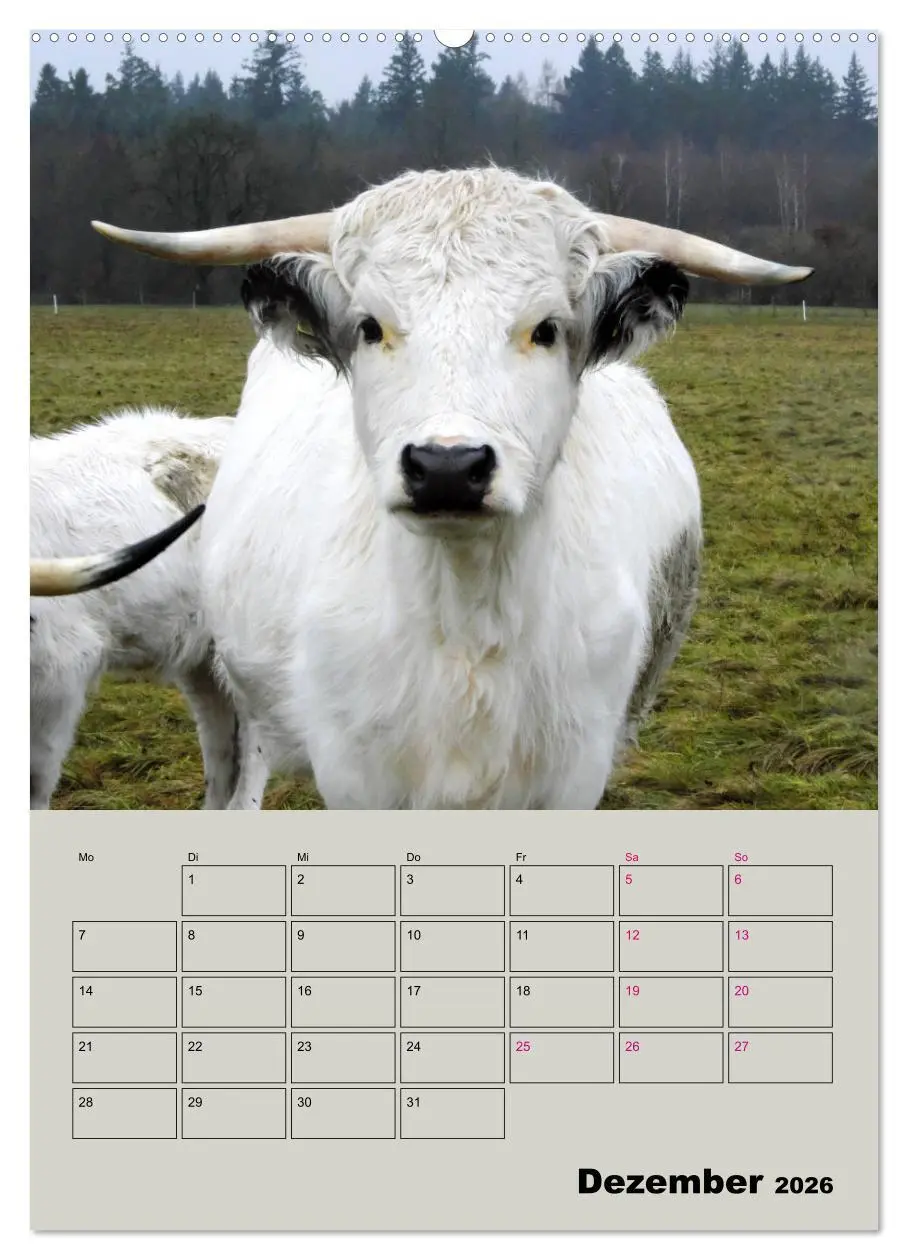 Bild: 9783516395228 | Kuhportraits Hornkühe (hochwertiger Premium Wandkalender 2026 DIN...