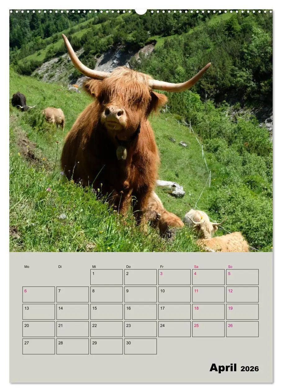 Bild: 9783516395228 | Kuhportraits Hornkühe (hochwertiger Premium Wandkalender 2026 DIN...