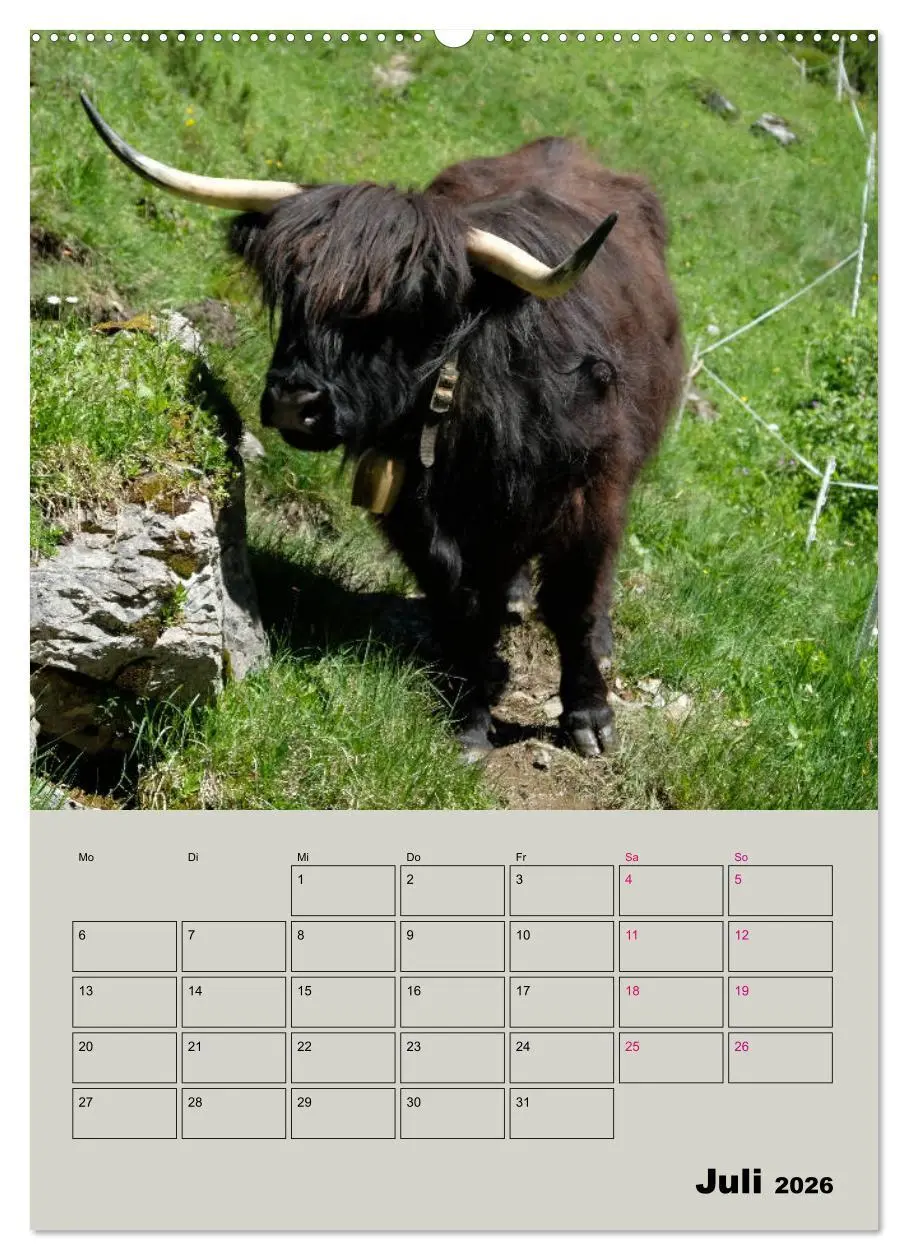 Bild: 9783516395228 | Kuhportraits Hornkühe (hochwertiger Premium Wandkalender 2026 DIN...