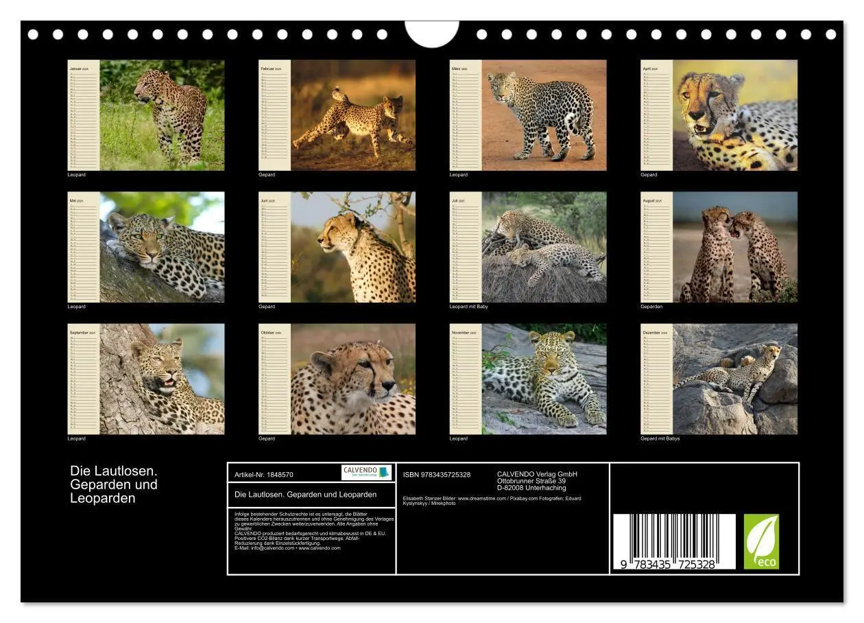 Bild: 9783435725328 | Die Lautlosen. Geparden und Leoparden (Wandkalender 2025 DIN A4...
