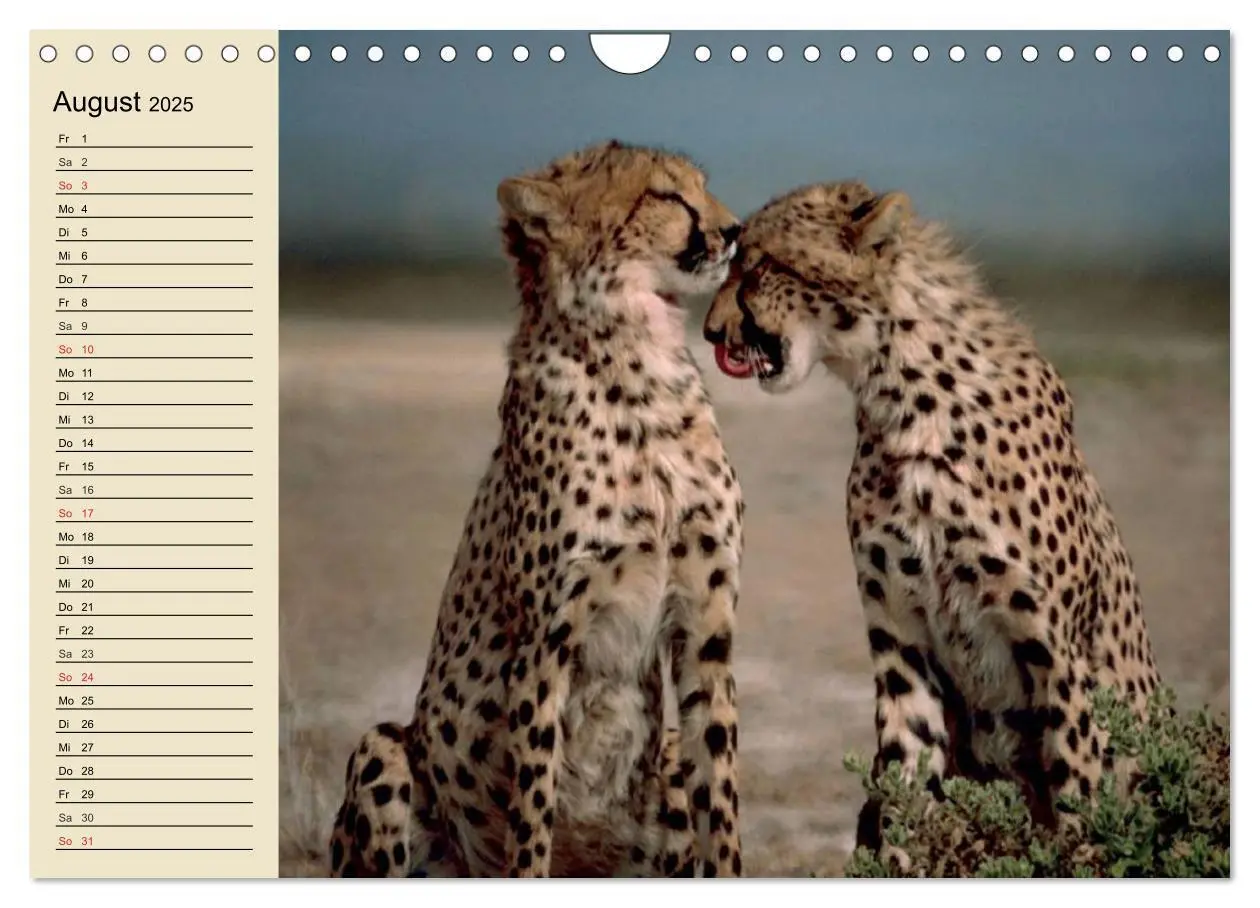Bild: 9783435725328 | Die Lautlosen. Geparden und Leoparden (Wandkalender 2025 DIN A4...