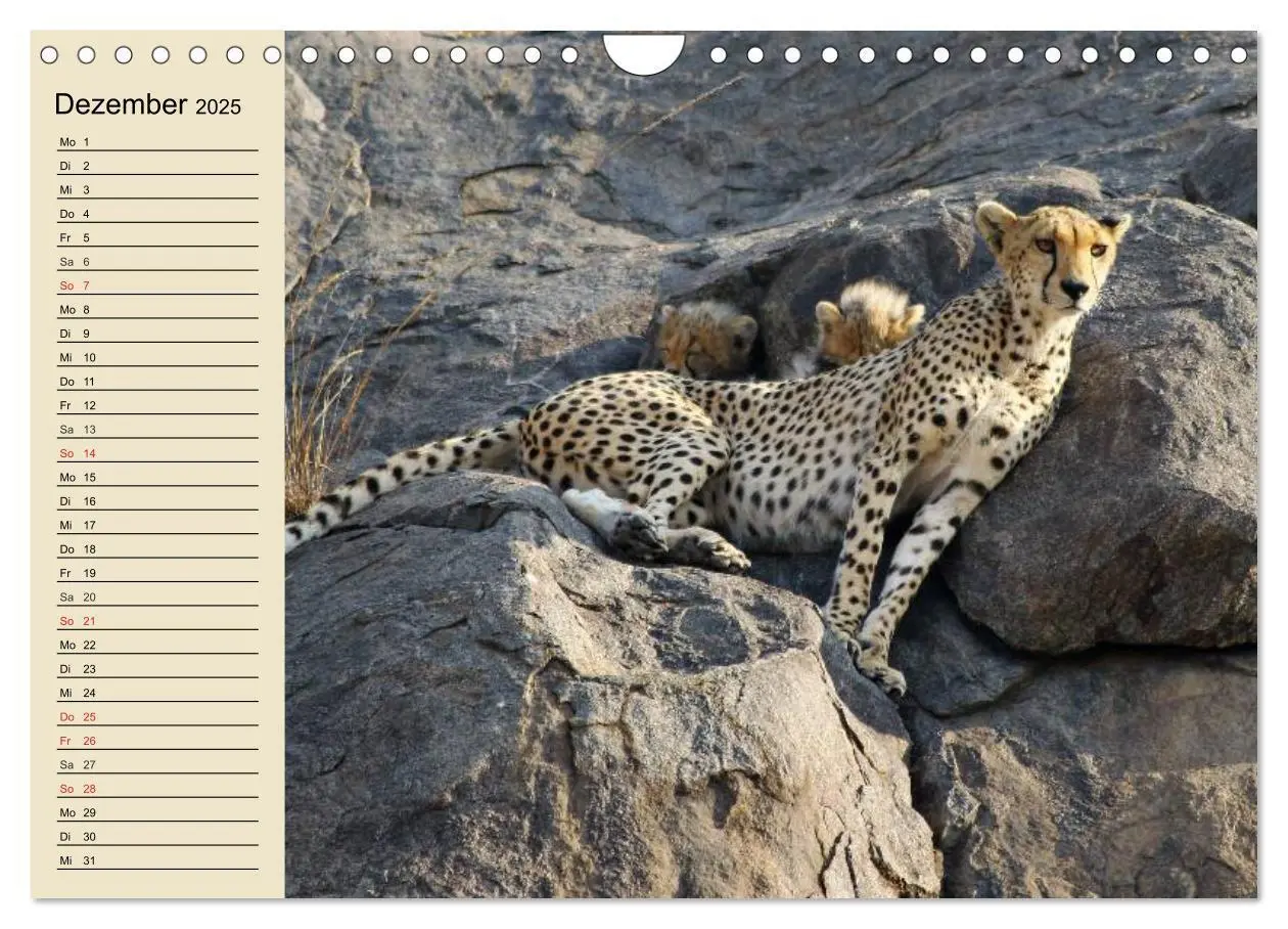 Bild: 9783435725328 | Die Lautlosen. Geparden und Leoparden (Wandkalender 2025 DIN A4...