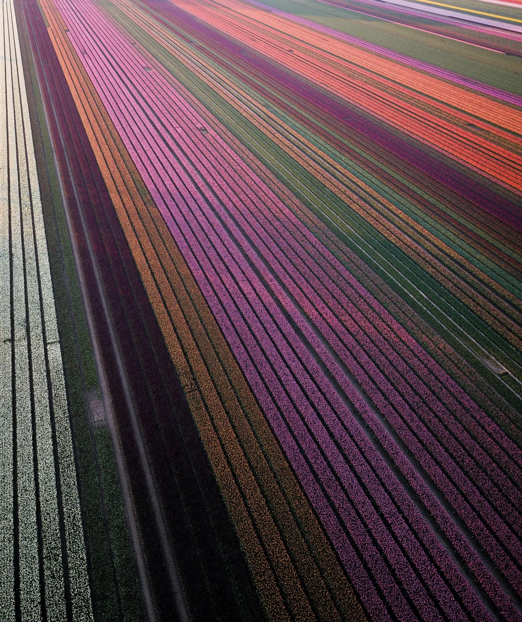 Bild: 9783961715428 | Floramour: Tulpen | Karin Greiner (u. a.) | Buch | 208 S. | Deutsch