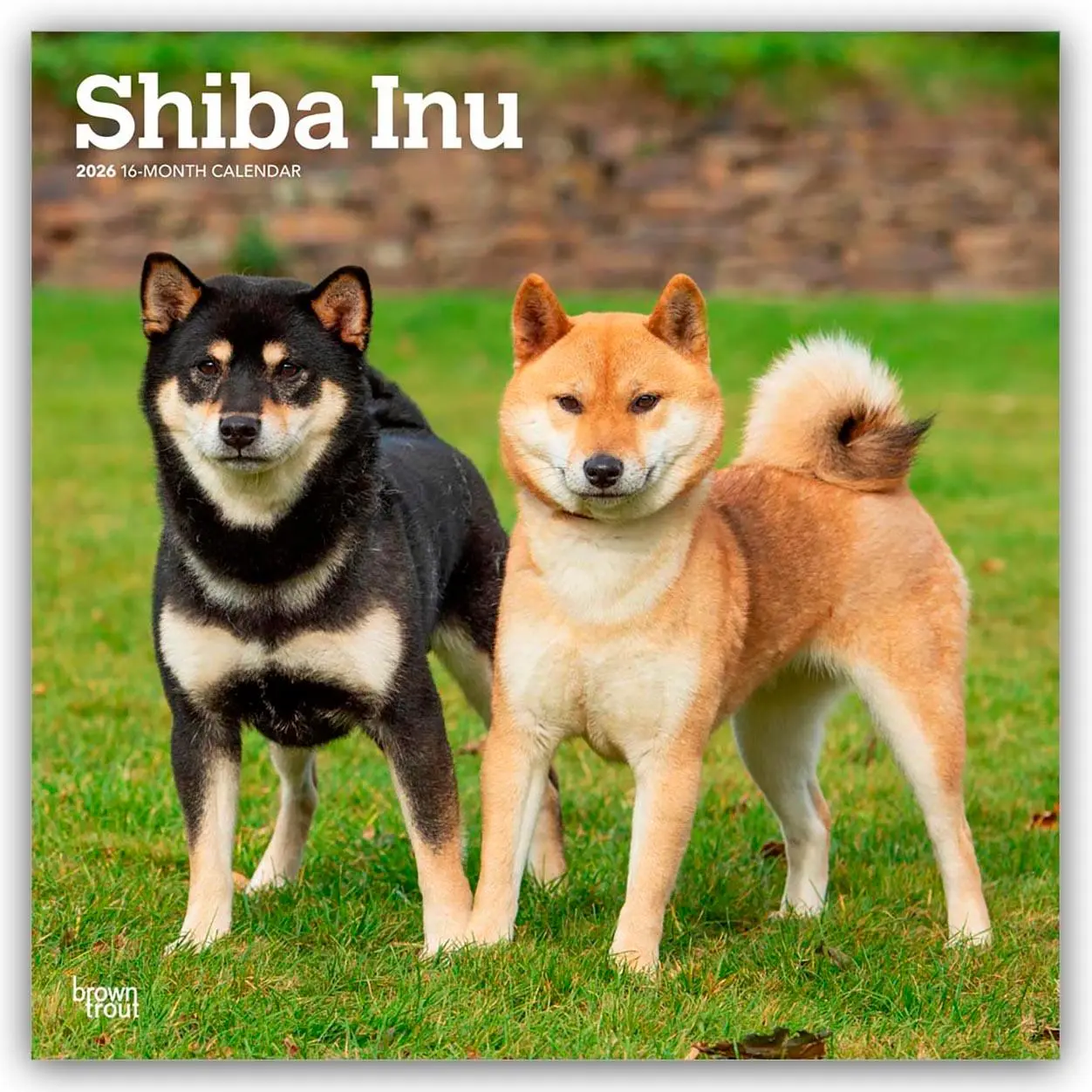 Cover: 9798330705528 | Shiba Inu - Shiba 2026 - 16-Monatskalender | Browntrout Publishers