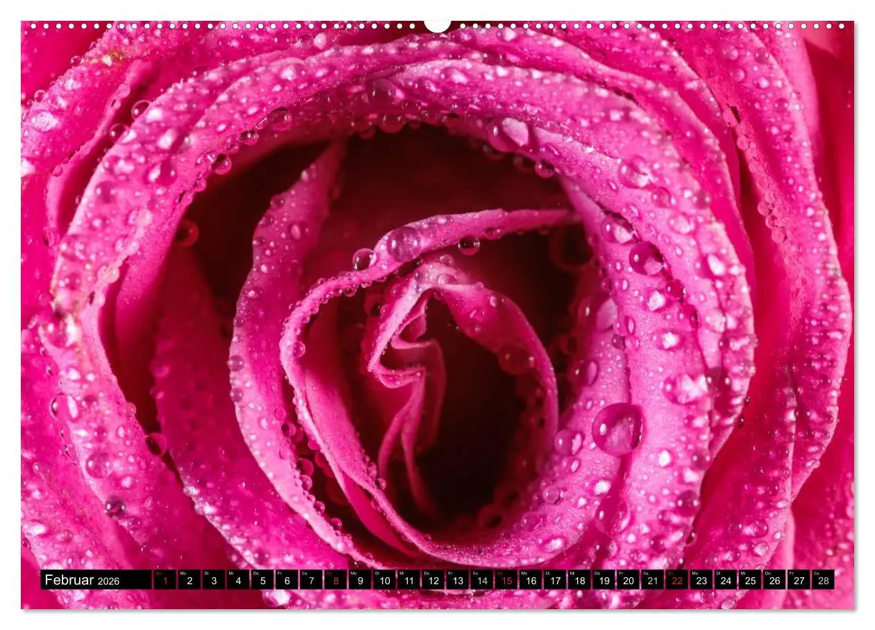 Bild: 9783516115628 | Rosen natürlich schön (hochwertiger Premium Wandkalender 2026 DIN...