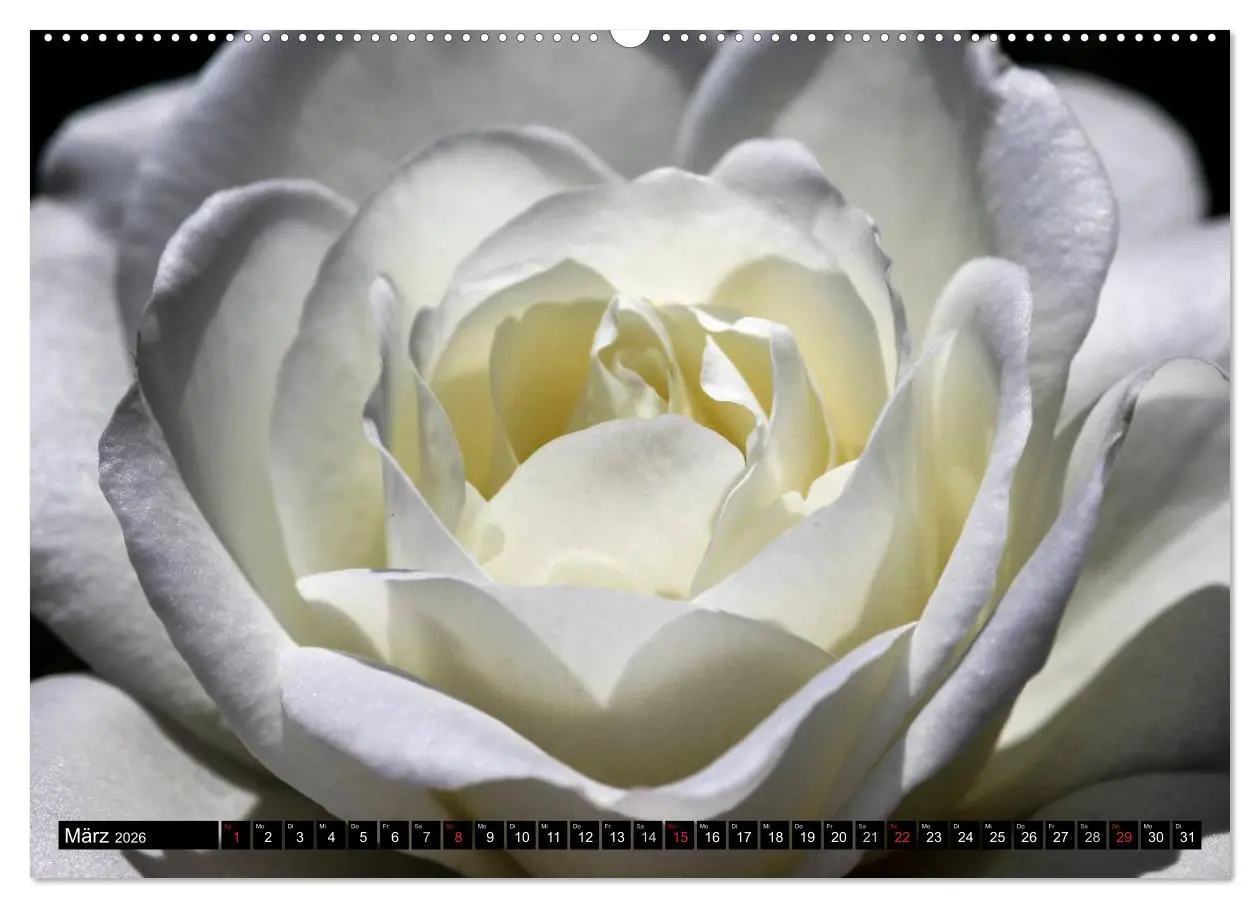 Bild: 9783516115628 | Rosen natürlich schön (hochwertiger Premium Wandkalender 2026 DIN...
