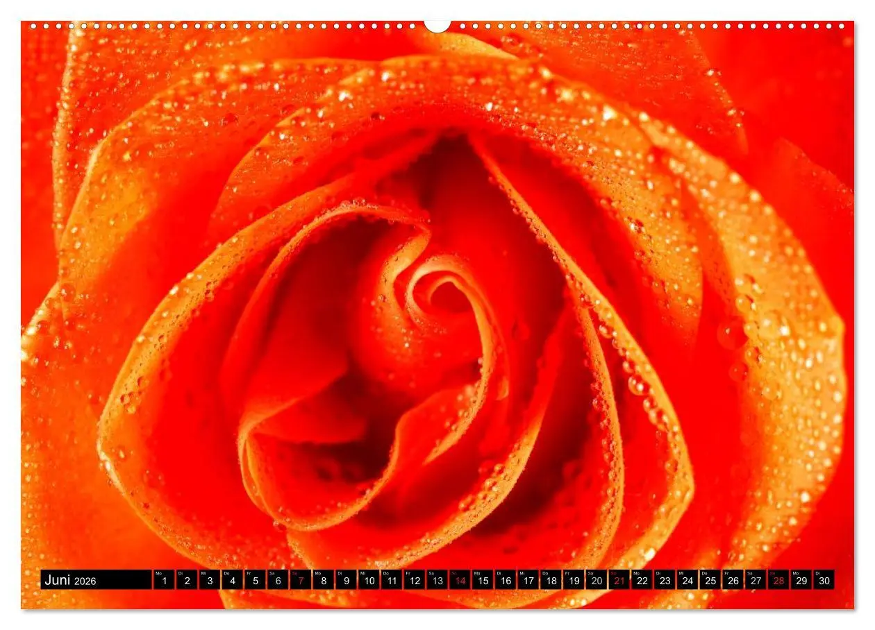 Bild: 9783516115628 | Rosen natürlich schön (hochwertiger Premium Wandkalender 2026 DIN...