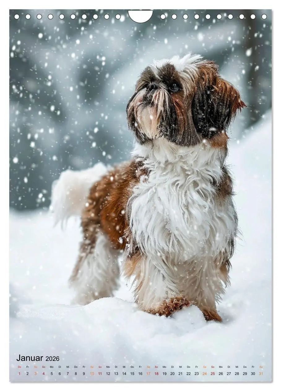 Bild: 9783516285628 | Shih Tzu - immer im Mittelpunkt (Wandkalender 2026 DIN A4 hoch),...