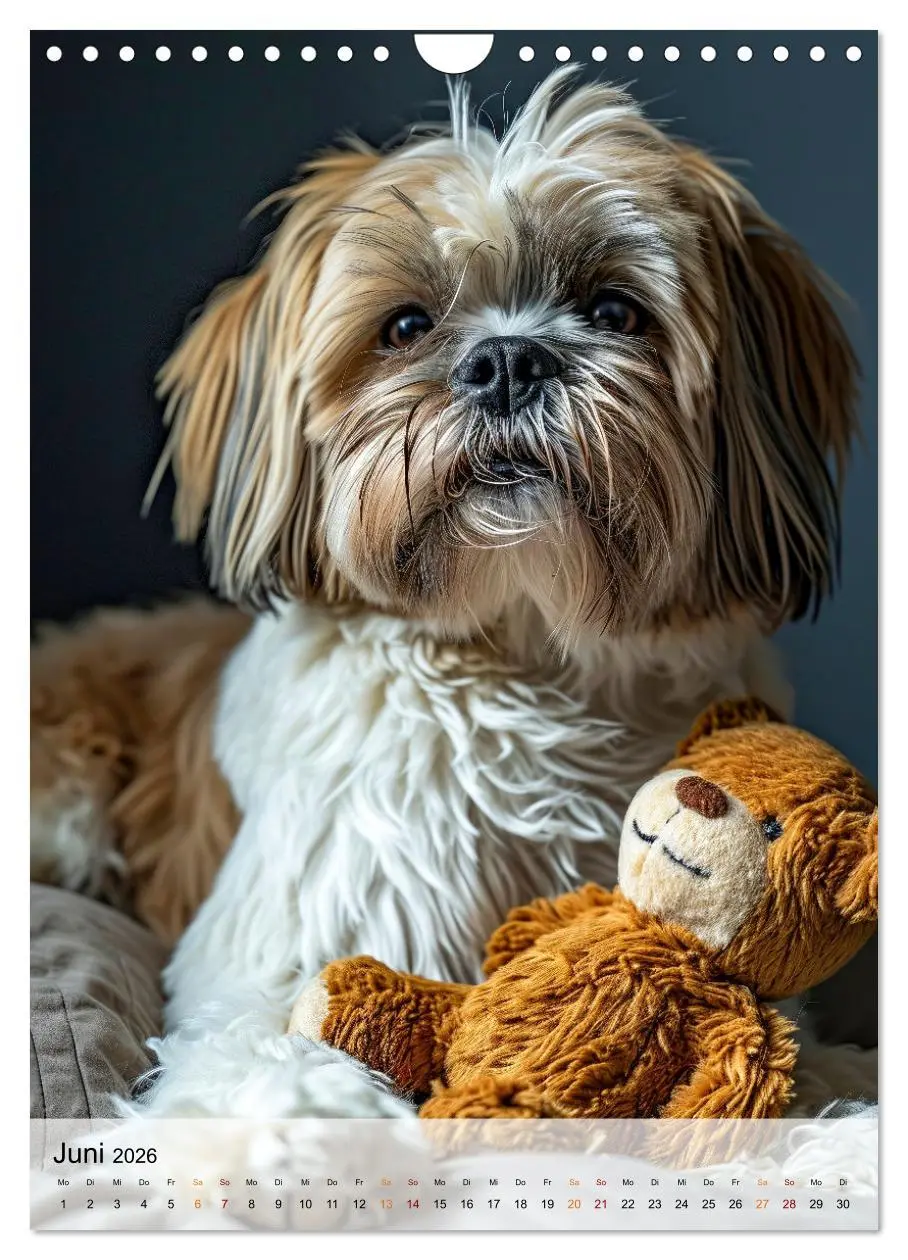 Bild: 9783516285628 | Shih Tzu - immer im Mittelpunkt (Wandkalender 2026 DIN A4 hoch),...