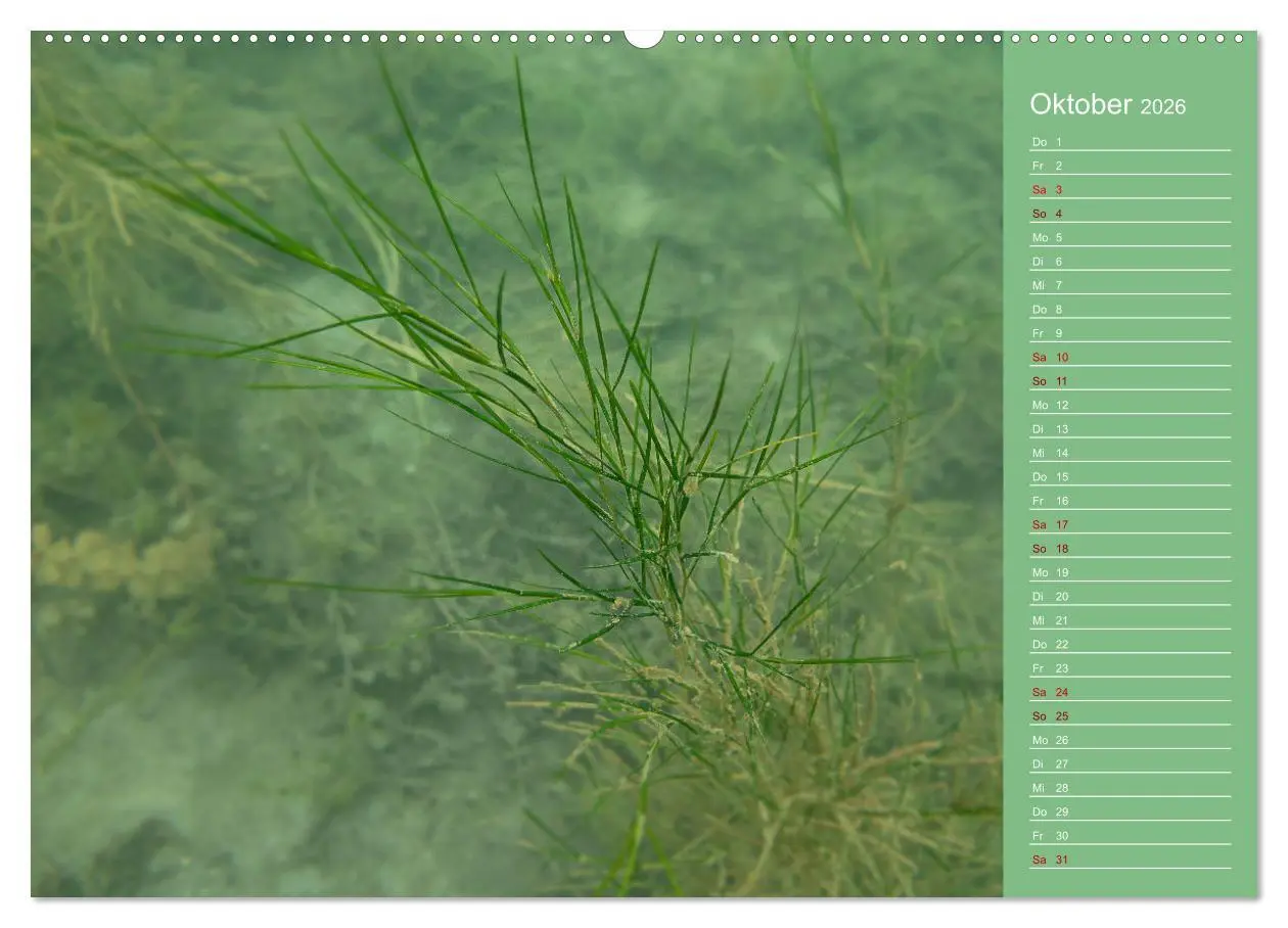 Bild: 9783457635728 | Baggersee - die grüne Welt (Wandkalender 2026 DIN A2 quer),...