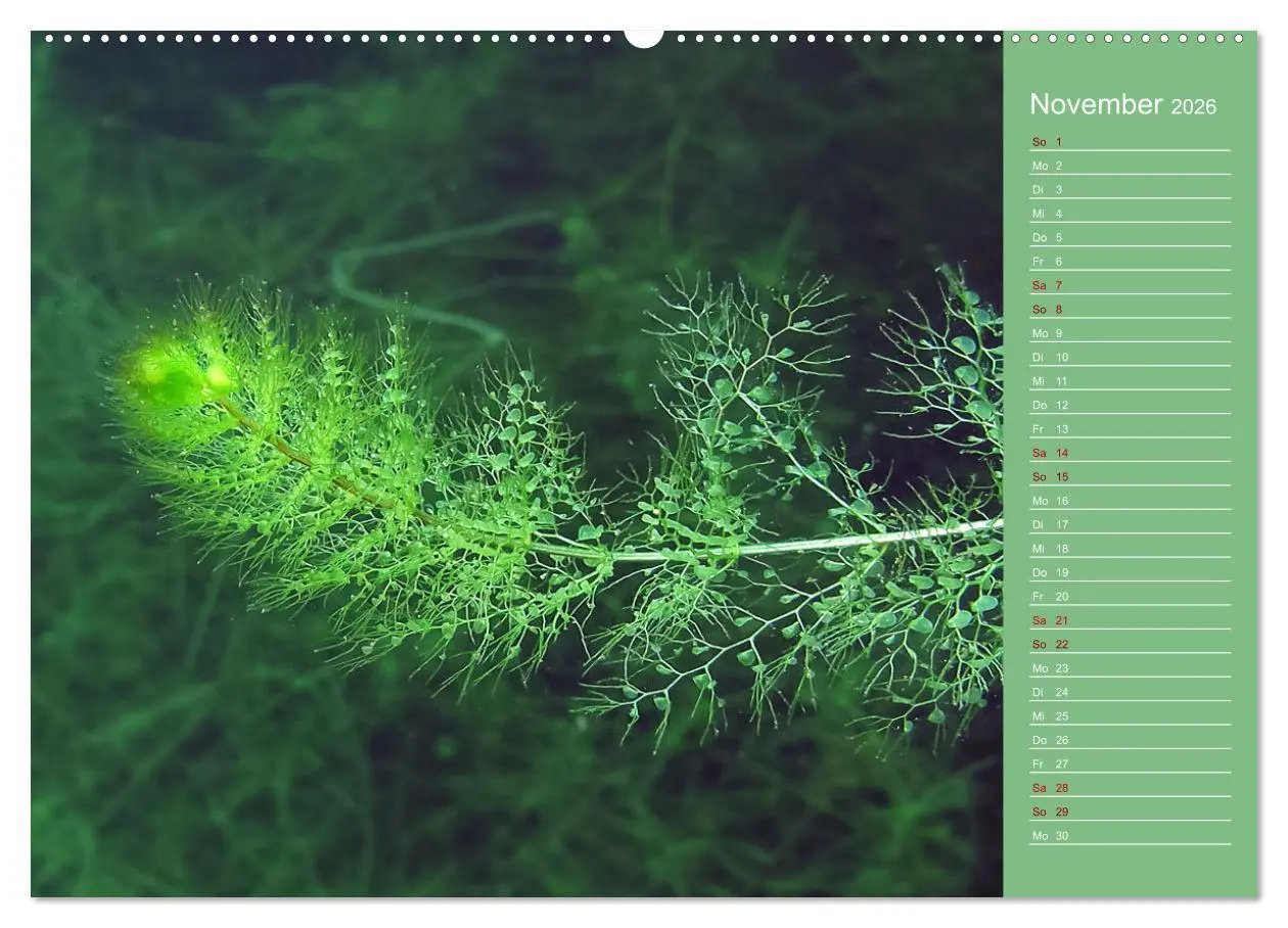 Bild: 9783457635728 | Baggersee - die grüne Welt (Wandkalender 2026 DIN A2 quer),...