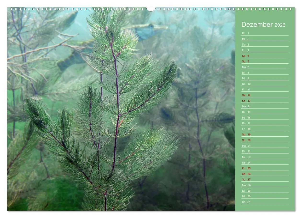 Bild: 9783457635728 | Baggersee - die grüne Welt (Wandkalender 2026 DIN A2 quer),...