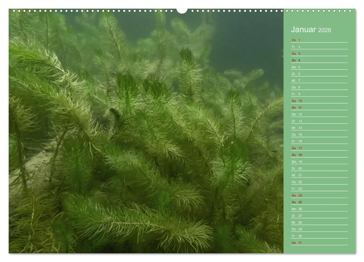 Bild: 9783457635728 | Baggersee - die grüne Welt (Wandkalender 2026 DIN A2 quer),...