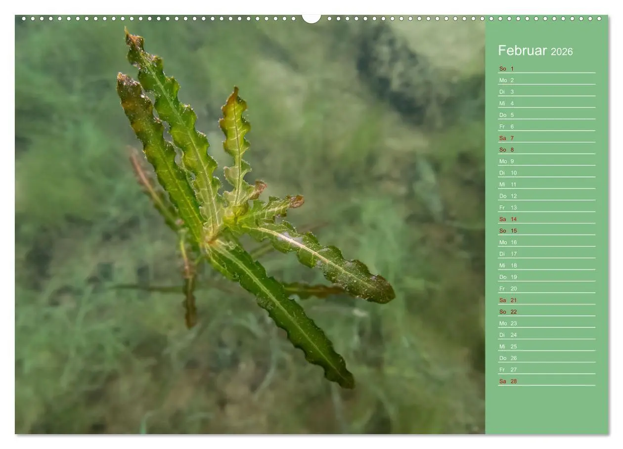 Bild: 9783457635728 | Baggersee - die grüne Welt (Wandkalender 2026 DIN A2 quer),...
