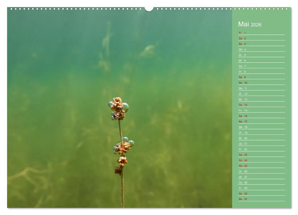 Bild: 9783457635728 | Baggersee - die grüne Welt (Wandkalender 2026 DIN A2 quer),...