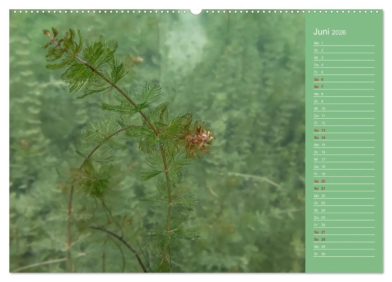 Bild: 9783457635728 | Baggersee - die grüne Welt (Wandkalender 2026 DIN A2 quer),...