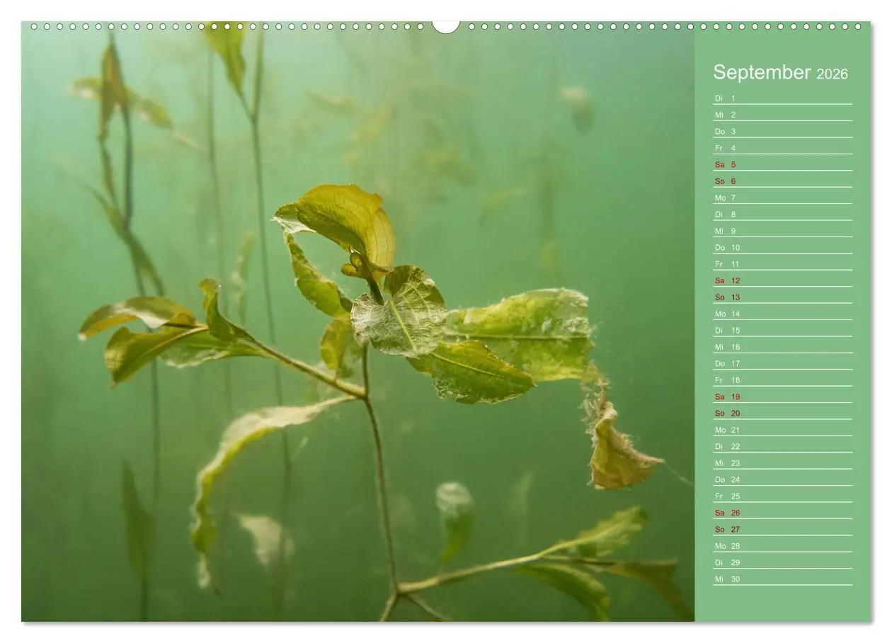 Bild: 9783457635728 | Baggersee - die grüne Welt (Wandkalender 2026 DIN A2 quer),...