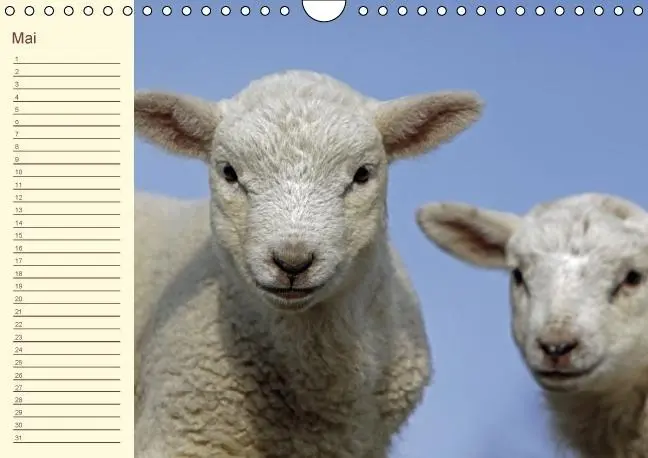 Bild: 9783660195828 | Der wollige Geburtstagskalender (Wandkalender immerwährend DIN A4...