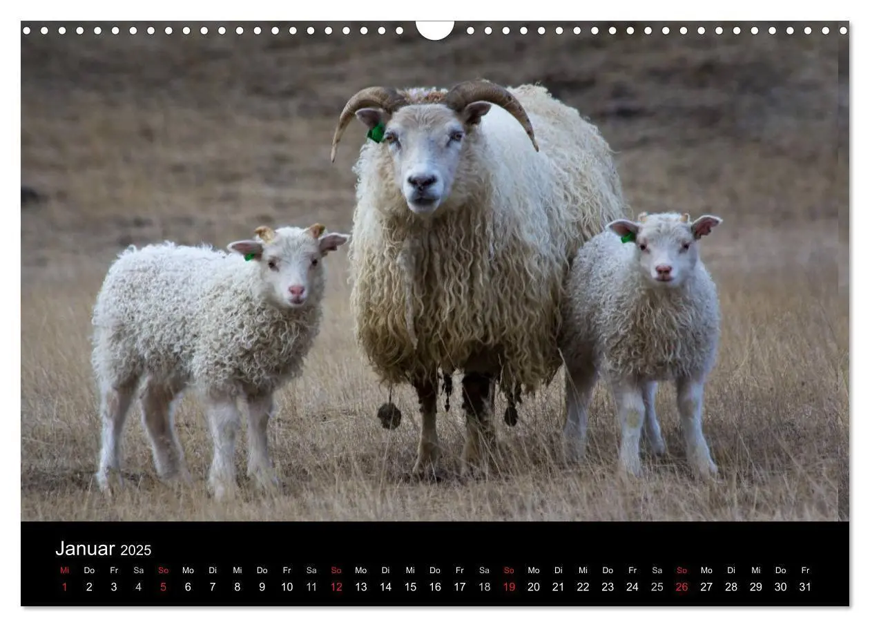 Bild: 9783435525928 | Eindrücklich Island 2025 (Wandkalender 2025 DIN A3 quer), CALVENDO...