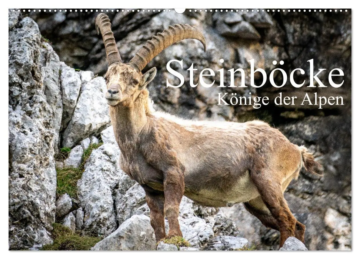Cover: 9783457475928 | Steinböcke - Majestätische Tiere der Alpen (Wandkalender 2026 DIN...