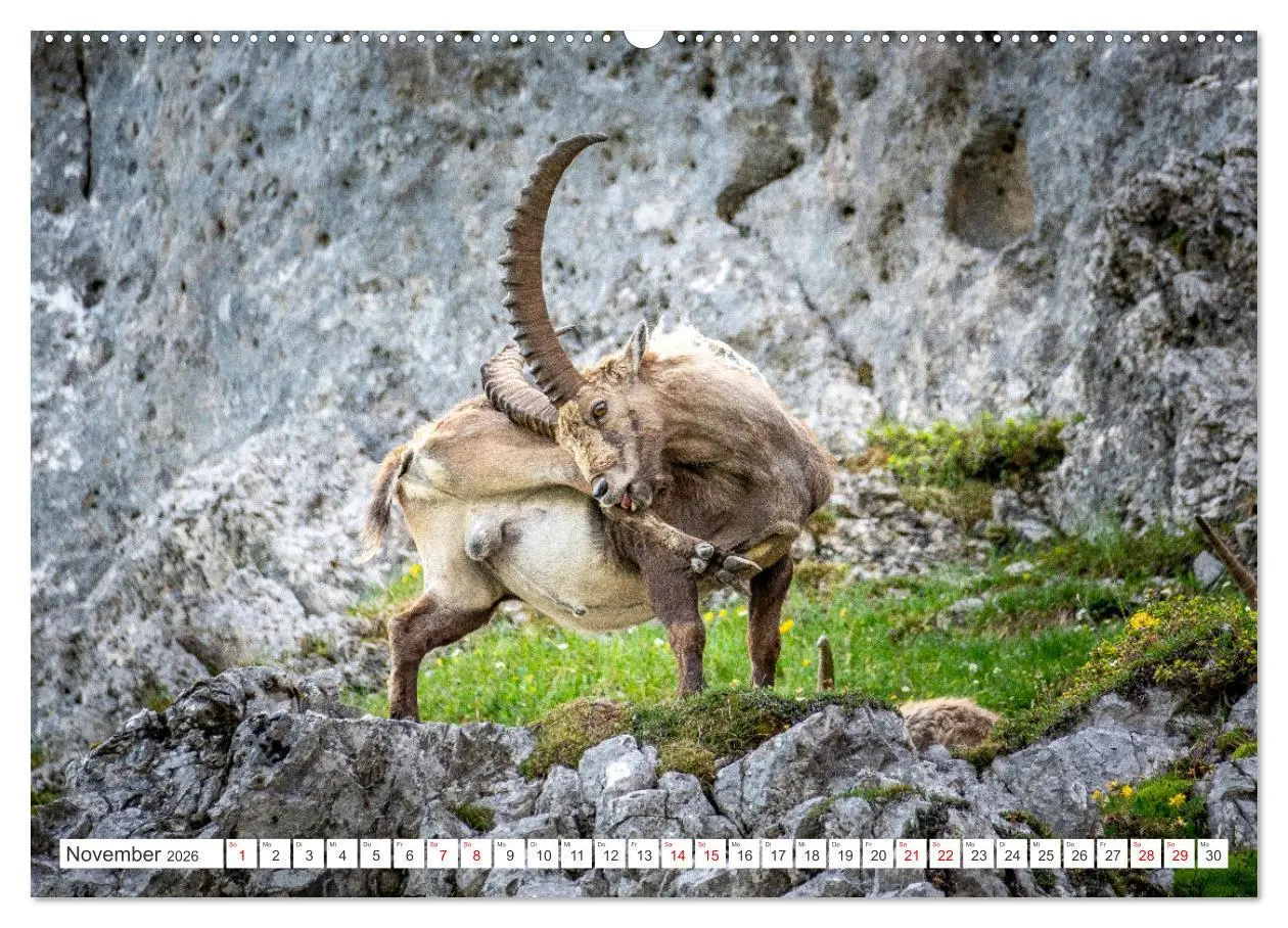 Bild: 9783457475928 | Steinböcke - Majestätische Tiere der Alpen (Wandkalender 2026 DIN...