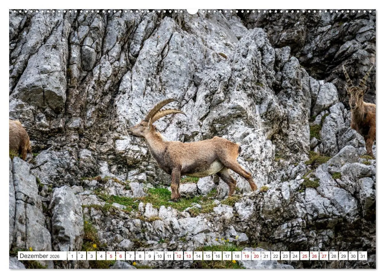 Bild: 9783457475928 | Steinböcke - Majestätische Tiere der Alpen (Wandkalender 2026 DIN...