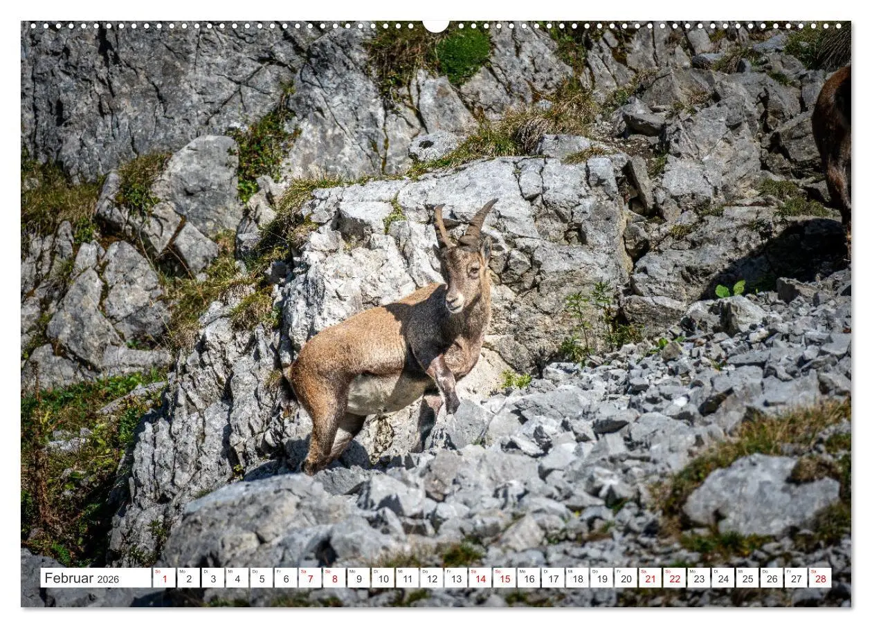 Bild: 9783457475928 | Steinböcke - Majestätische Tiere der Alpen (Wandkalender 2026 DIN...