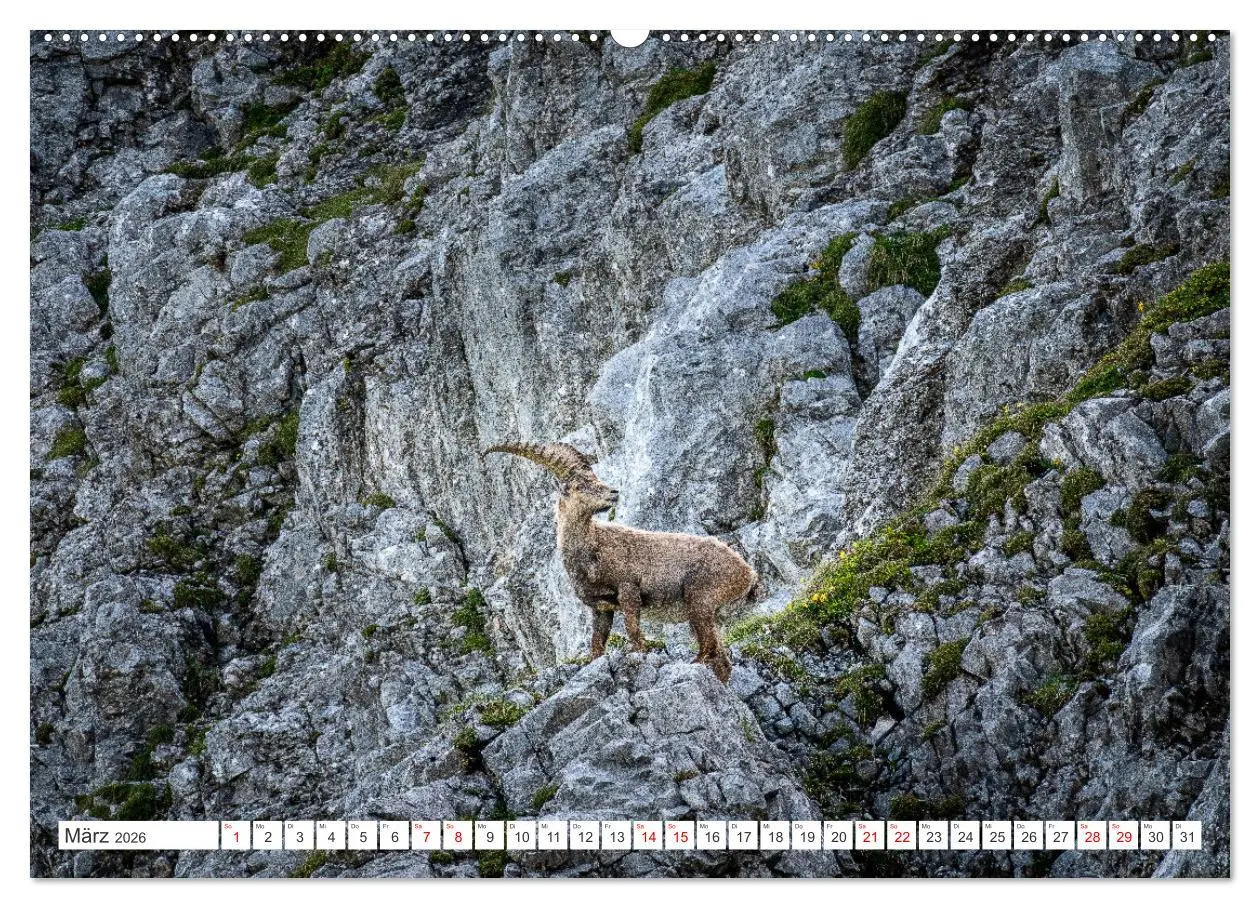 Bild: 9783457475928 | Steinböcke - Majestätische Tiere der Alpen (Wandkalender 2026 DIN...