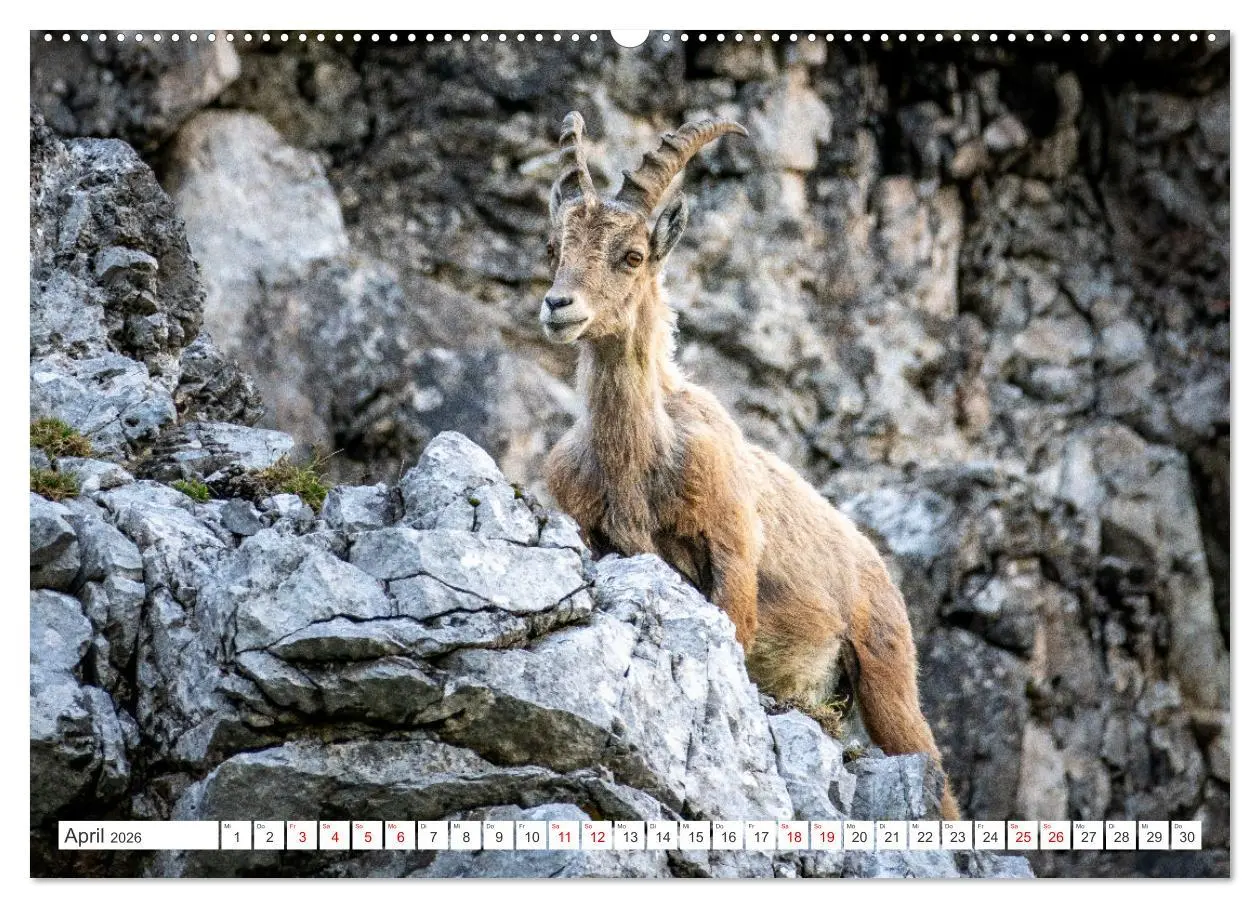 Bild: 9783457475928 | Steinböcke - Majestätische Tiere der Alpen (Wandkalender 2026 DIN...