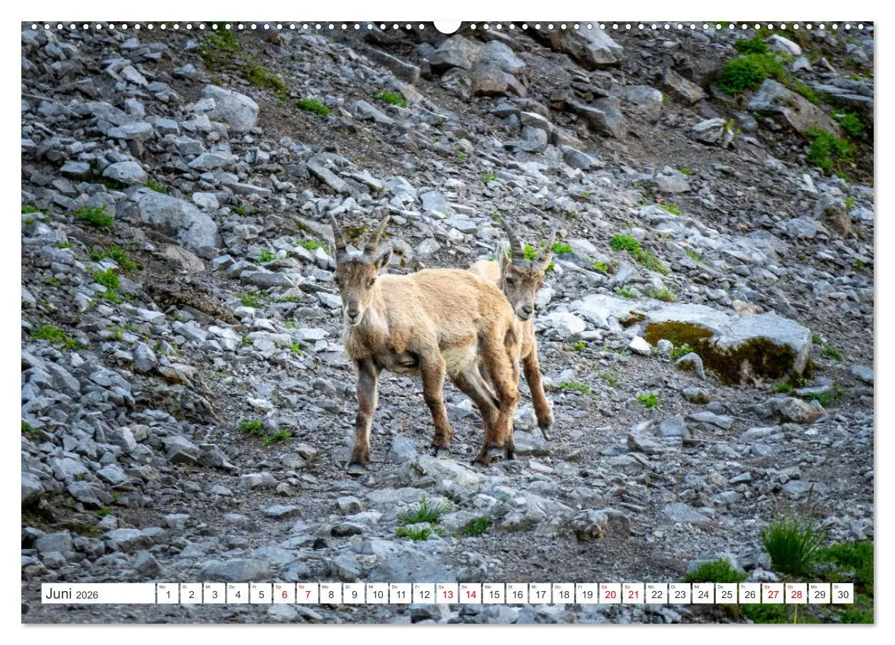 Bild: 9783457475928 | Steinböcke - Majestätische Tiere der Alpen (Wandkalender 2026 DIN...