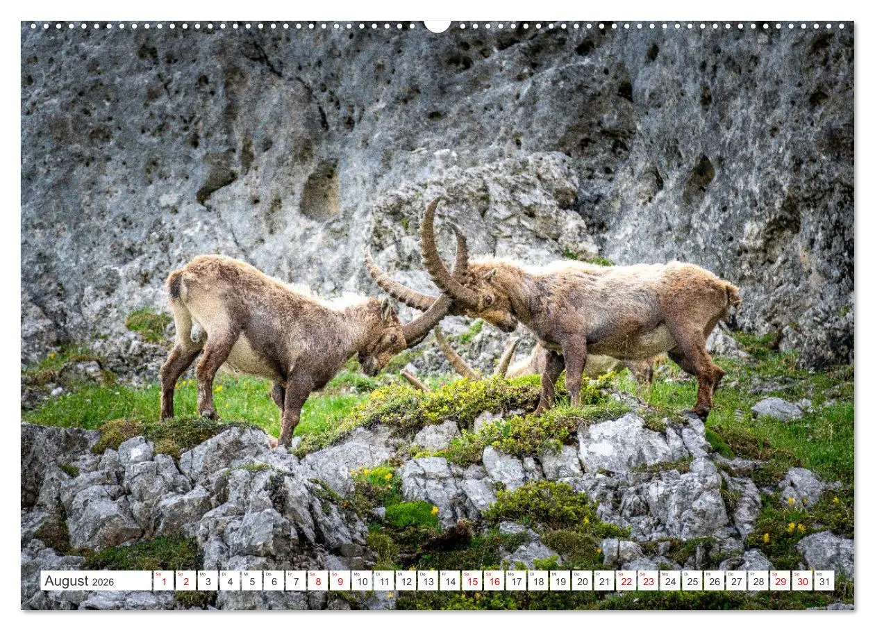 Bild: 9783457475928 | Steinböcke - Majestätische Tiere der Alpen (Wandkalender 2026 DIN...
