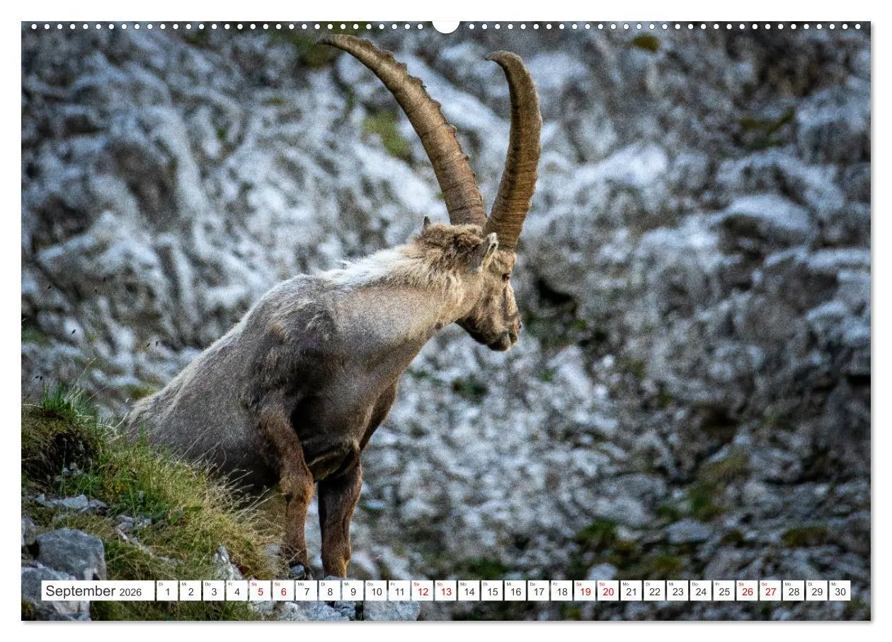 Bild: 9783457475928 | Steinböcke - Majestätische Tiere der Alpen (Wandkalender 2026 DIN...