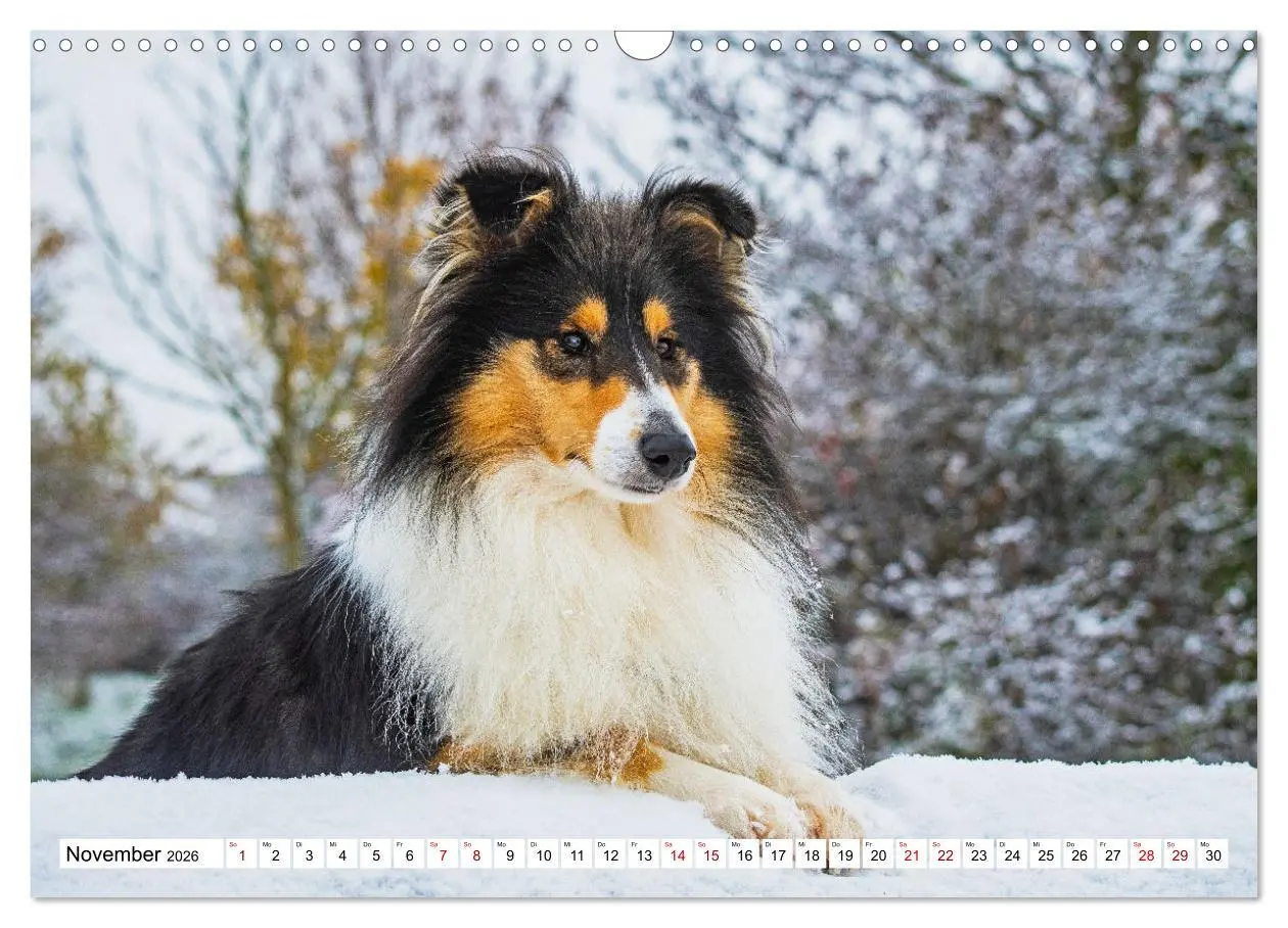 Bild: 9783457545928 | Collies - Eine Liebe für immer und ewig (Wandkalender 2026 DIN A3...