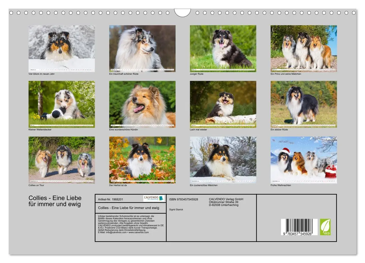 Bild: 9783457545928 | Collies - Eine Liebe für immer und ewig (Wandkalender 2026 DIN A3...