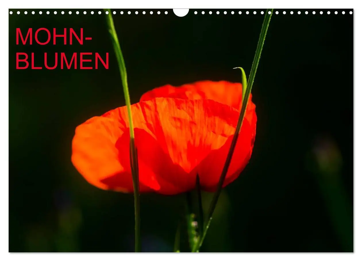 Cover: 9783516185928 | Mohnblumen (Wandkalender 2026 DIN A3 quer), CALVENDO Monatskalender