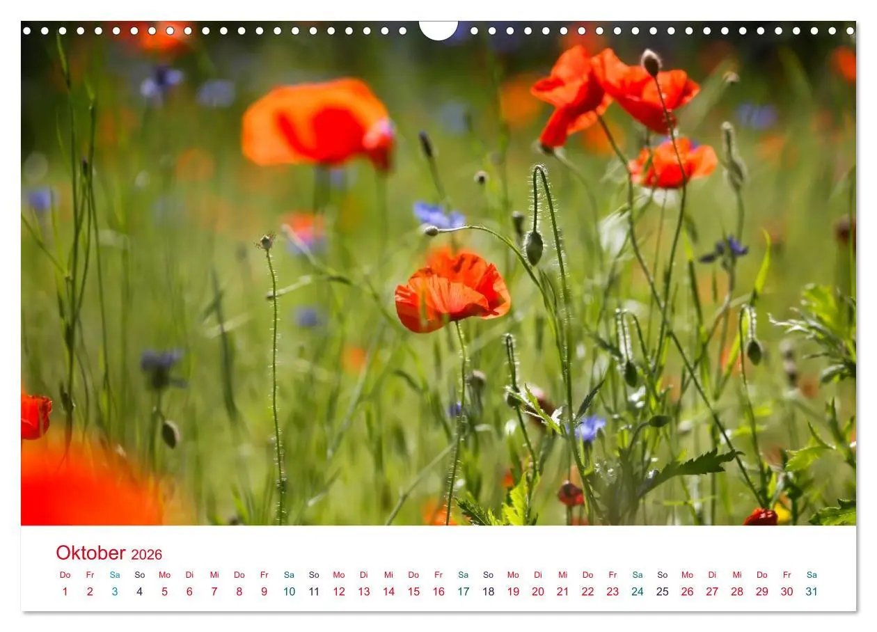 Bild: 9783516185928 | Mohnblumen (Wandkalender 2026 DIN A3 quer), CALVENDO Monatskalender